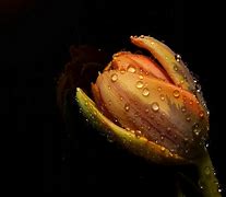 Image result for Orange Tulip Flower