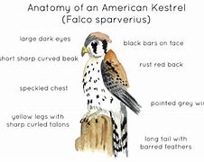 Image result for Kestrel Wing Anatomy