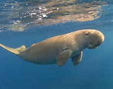 Image result for Dugongs Being Cute