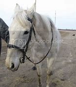 Image result for Riding Bridle