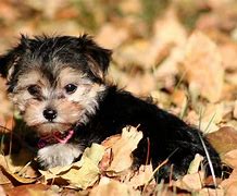 Image result for Maltese X Yorkie