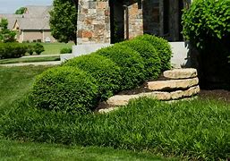 Image result for Landscaping with Boxwood Shrubs