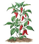 Image result for Chili Pepper Plant PNG