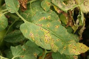 Image result for Septoria Leaf Spot