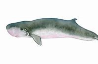 Image result for Pygmy Sperm Whale