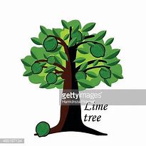 Image result for Lime Tree Clip Art