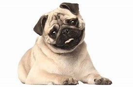 Image result for Tipos De Pug