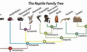 Image result for Reptile Phylogenetic Tree