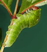 Image result for Caterpillar Tiger Swallowtail Pupa