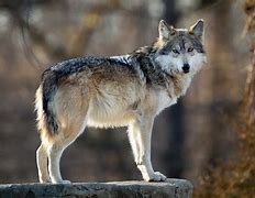 Image result for Lobo Monster T