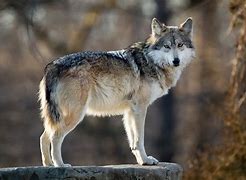 Image result for Old Lobo