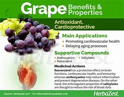 Image result for Grape Anatomy