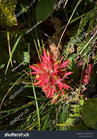 Image result for Indian Paintbrush Flower Montana