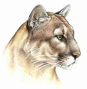 Image result for Panther Drawing