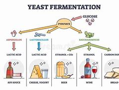 Image result for Yeast Cell Fermentation Alcohol