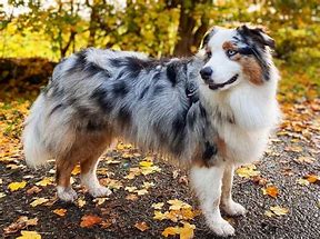 Image result for Aussie Shep