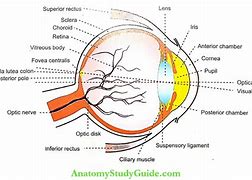 Image result for Eye Ball Anatomy Retina