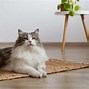 Image result for Cream Siberian Cat