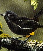 Image result for Kauai ʻŌʻō