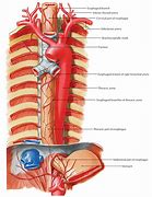 Image result for Relations of Esophagus