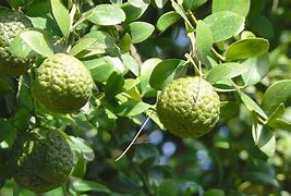 Image result for Australian Round Lime