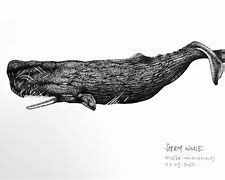 Image result for Sperm Whale Art