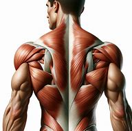 Image result for Inferior Trapezius