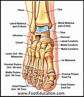 Image result for Joints of Foot