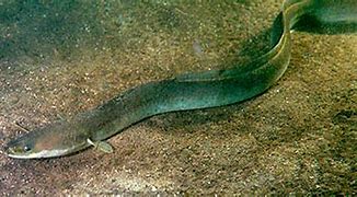 Image result for Lake Eel