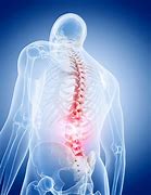 Image result for Lumbar and Sacral Spine