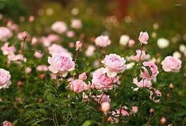 Image result for Pink Rare Flpwers