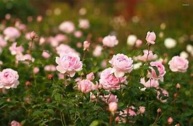 Image result for Pink Rare Flpwers