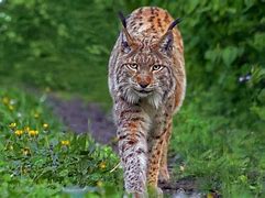 Image result for A Lynx Cat