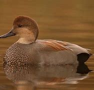 Image result for Gadwall