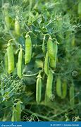 Image result for Pea Hay