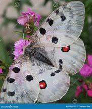 Image result for Butterfly Black and White Wings Red Spot