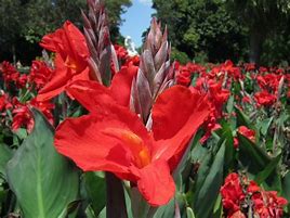 Image result for Red Leaf Canna Lily