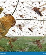 Image result for Locust Migration