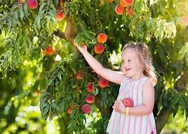 Image result for Summer Peach Tree