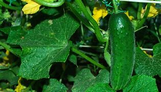 Image result for Cucumber Plant