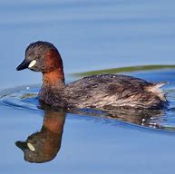 Image result for Small Grebe