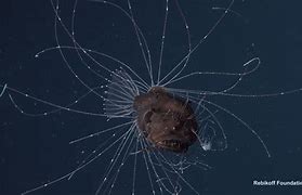 Image result for Fanfin Angler Fish