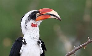 Image result for Von Der Decken's Hornbill