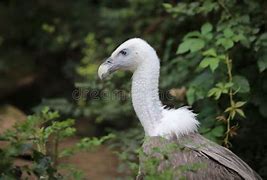 Image result for Long Neck Vulture