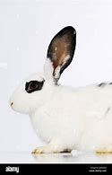 Image result for Bunny Eyes