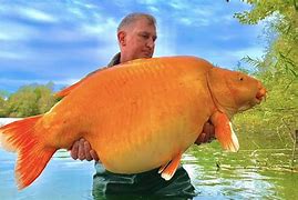 Image result for The Carrot Carp