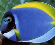 Image result for Ikan Laut Warna Hijau