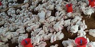 Image result for Broiler Rooster