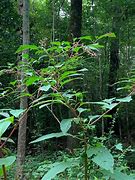 Image result for Poke Berry Plants