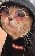 Image result for Cute Aesthetic Cat PFP